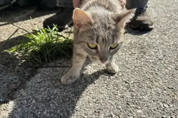 Animaux trouvés , photo: Chat trouvé à Habère-Lullin