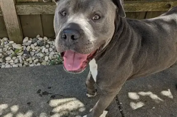 Found: Silver Pitbull/Bulldog Mix in Chicago!