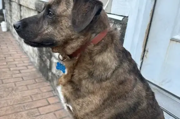 Lost Brindle Boxer-Lab Mix in Powell - Help!