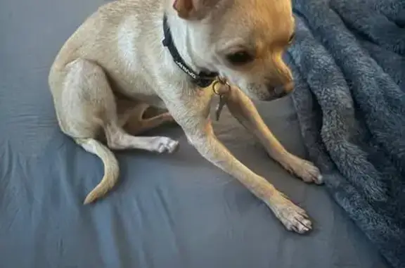 Help Find Shy Max! Lost Dog on Meisner St LA