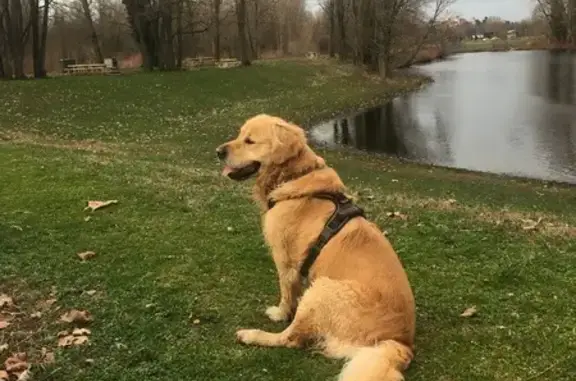 Chien perdu , photo : Golden Retriever Perdu à Chazay