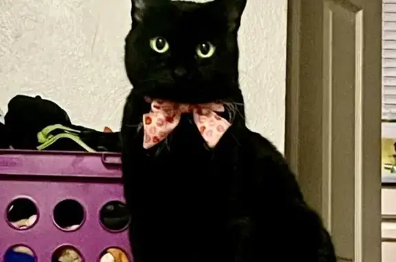 Lost Black Cat in Sandy: Help Find Her!