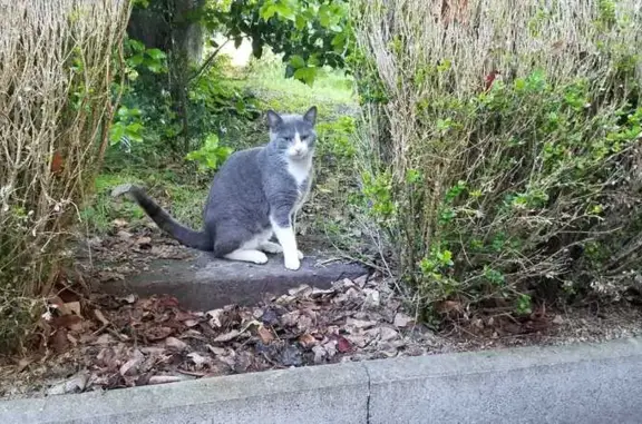 Chaton trouvé à Cournon-d'Auvergne - photo
