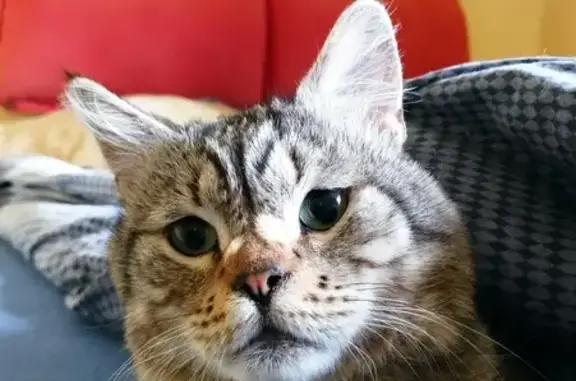 Chat perdu, Rodez, photo: Chat Rominet perdu à Rodez