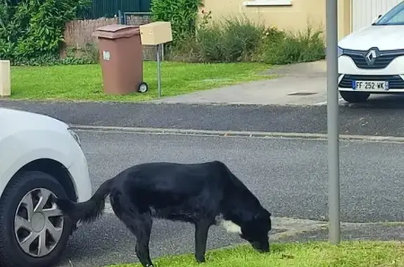 Chien noir et blanc trouvé à Pau - photo
