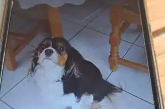 Chien perdu Kernilis, photo : Chien Cavalier King Perdu