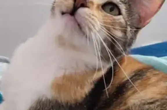 Animaux perdus Pau, photo: Chatte Isabelle Lalie disparue