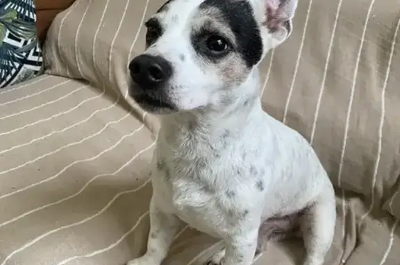 Chien trouvé Anglet, photo: Trouvé: Jack Russell à Anglet