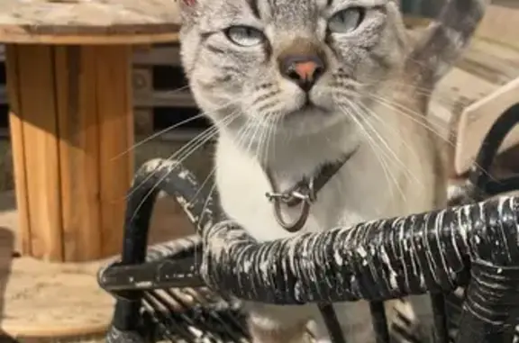 Animaux perdus Reims, photo: Chat crème Tigrou perdu à Reims