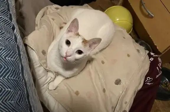 Chat perdu, Châtillon-sur-Cluses, photo: Chat blanc et roux perdu - Châtillon