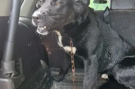 Found Lab Mix - Black & White | Terry's Mill Rd