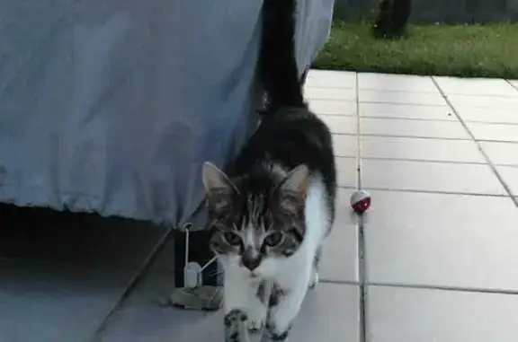 Chat perdu à Rebréchien trouvé - photo