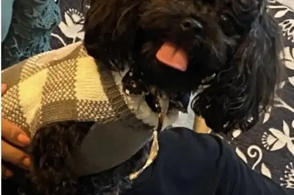 Lost Black Shih-Poo in Beaverton - Help Find Him!