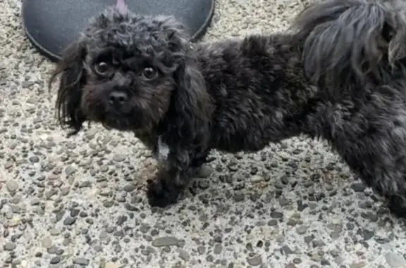 Lost Black Shih-Poo in Beaverton - Help Find Him!