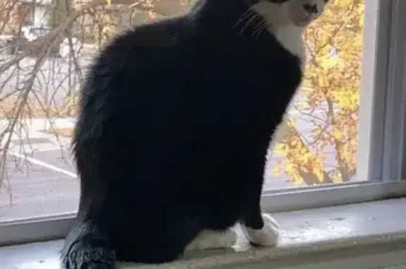 Lost Tuxedo Cat - Chubby & Friendly - St. Cloud