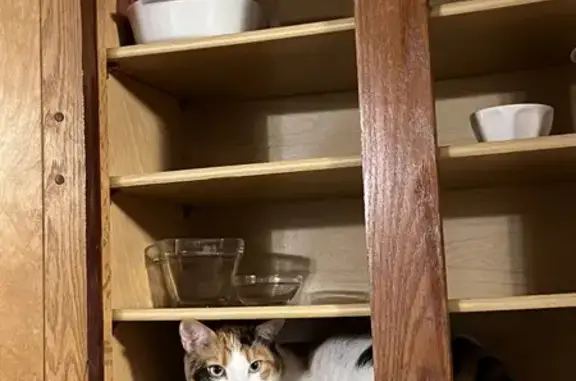 Lost and found pets , photo: Lost Calico Cat Daisy in Millbury - Help Find Her!