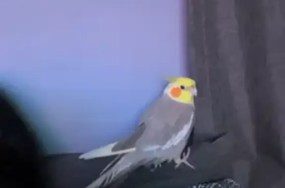 Lost Cockatiel Peck: Yellow & Peach - Gold Coast