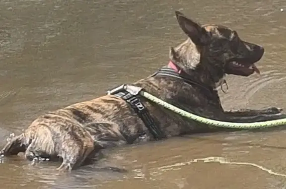 Lost Kelpie Mix Near Kangaroo Flat - Help!