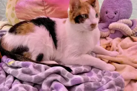 Lost and found pets , photo: Lost Calico Cat Daisy on Wheelock Ave!