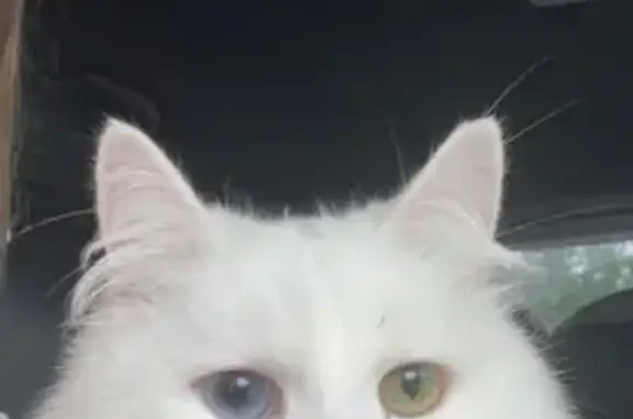 Lost White Cat: Odd-Eyed & Fem...