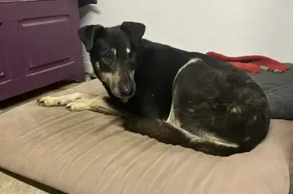 Chien perdu Certines, photo : Chien beauceron perdu à Certines