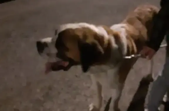 Grand chien trouvé près de Toulaud - photo