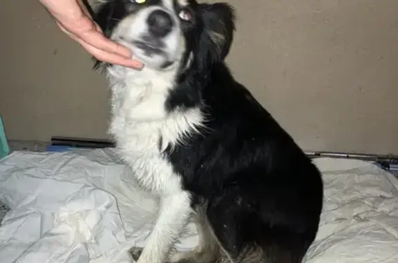 Chien trouvé Messimy, photo: Chienne douce trouvée à Messimy