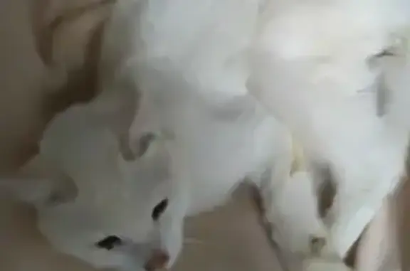 Chat blanc maigre trouvé à Noues - photo