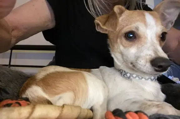 Lost Puppy Alert: Dobby - Chihuahua Mix in Port Adelaide!