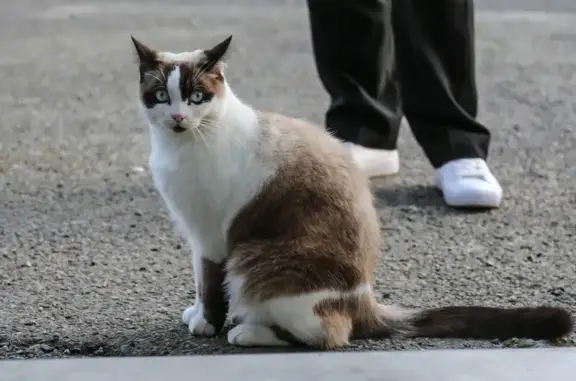 Animaux perdus Hambye, photo: Chat perdu: Tatouage 227AMC