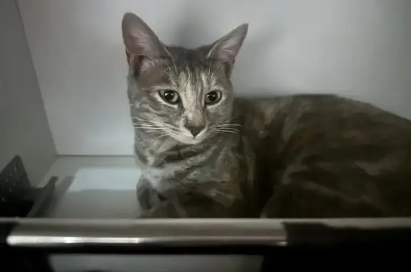 Animaux perdus Verson, photo: Chatte grise perdue à Verson