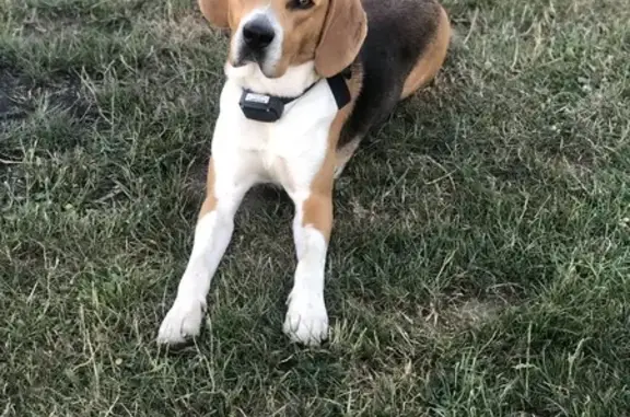 Chien perdu Beaulon, photo : Chien perdu à Beaulon 7