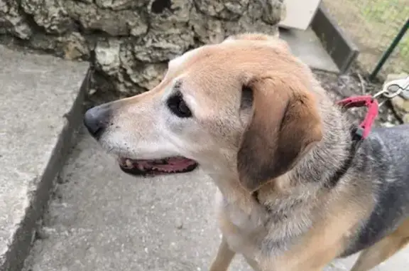 Chien âgé perdu à Damery - photo