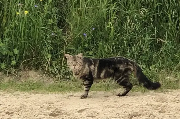 Chat maigre trouvé à Marsannay - photo