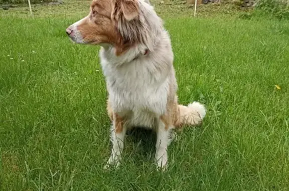 Chienne Sybelle Perdue à Amazy - photo