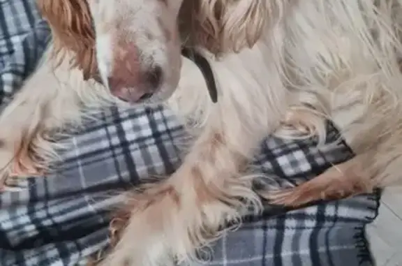 Chien trouvé Cahors, photo: Chien Setter Anglais trouvé à Cahors
