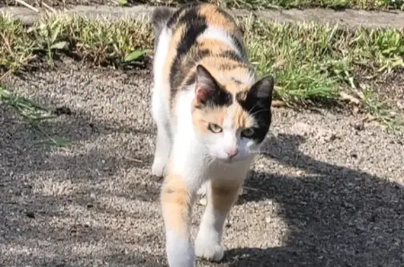 Animaux trouvés Fourques, photo: Chatte Isabelle trouvée à Fourques