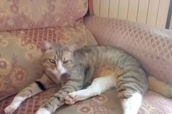 Chat trouvé , photo: Chat sociable trouvé à Sigogne