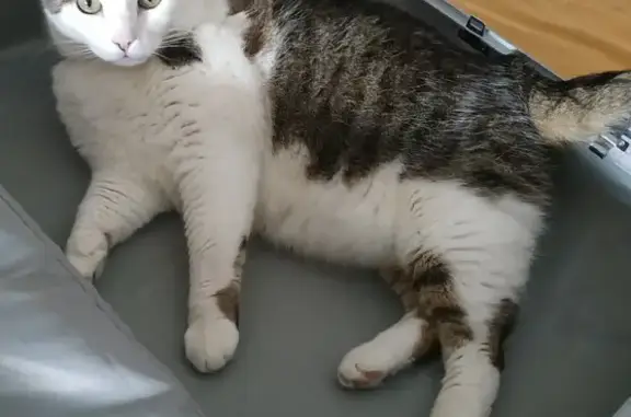 Animaux perdus Pierrelaye, photo: Chat blanc tigré perdu à Pierrelaye