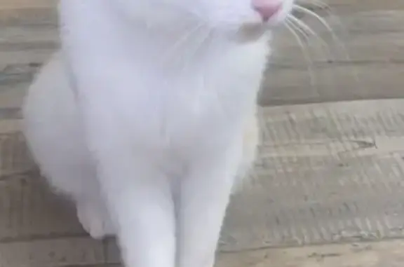 Chat trouvé à Cambrai, soigné - photo
