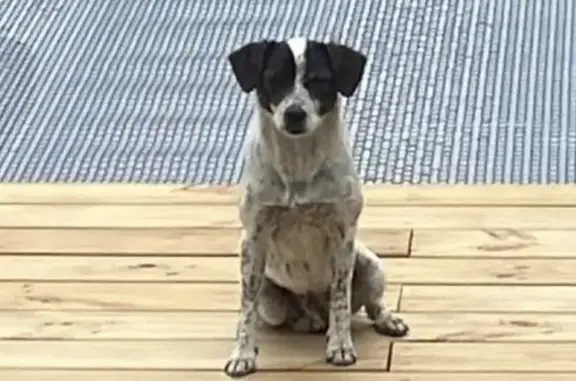 Chiot épagneul perdu à Seyresse - photo