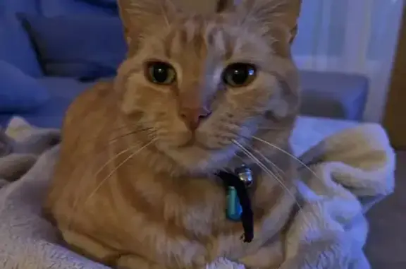 Animaux perdus Faverolles-sur-Cher, photo: Chat roux perdu à Faverolles