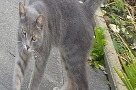 Chat gris perdu à Amiens - photo