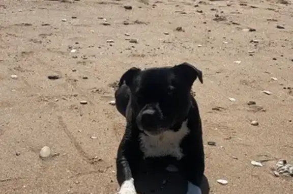 Chien perdu , photo : Staffie âgée perdue - Jazzie