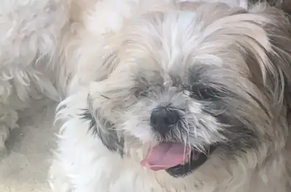 Trouvée: Shih Tzu à Coubert - photo