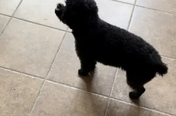 Lost Black Poodle - Bramden Ct, Wake Forest