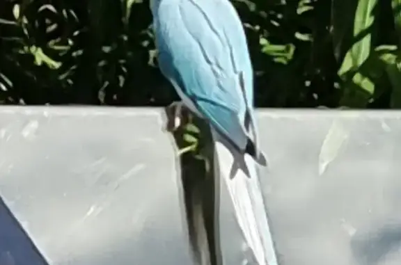 Blue Ringneck Parrot Visits Go...