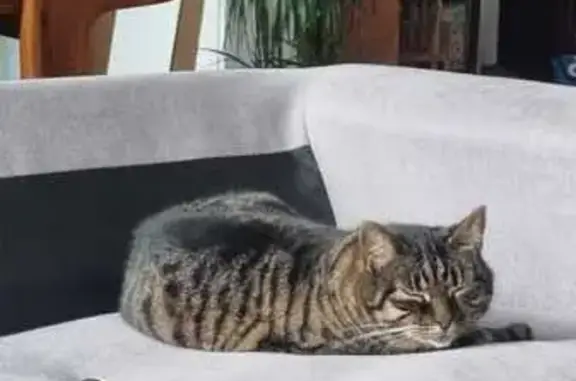 Animaux perdus Lille, photo: Chatte tigrée disparue à Lille