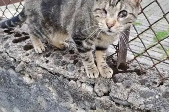 Chatte aveugle trouvée à Audincourt - photo