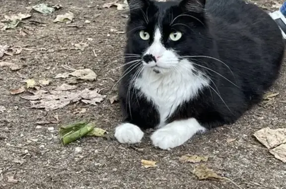 Chat trouvé Bordeaux, photo: Chat noir et blanc trouvé à Bordeaux
